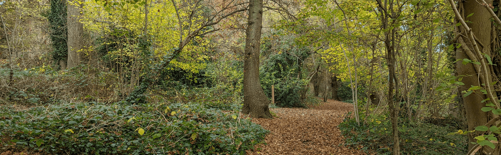 tree canopy in Foxley woods